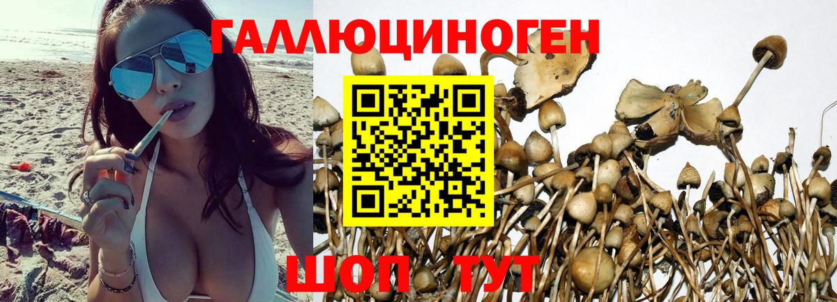 Ипатово  Псилоцибиновые грибы Cubensis  Вход с VPN 